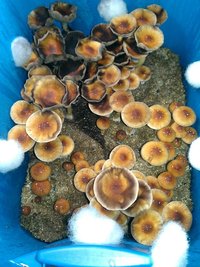 Argentina-losfreddy-Mycotopia-IMAG0327.jpg