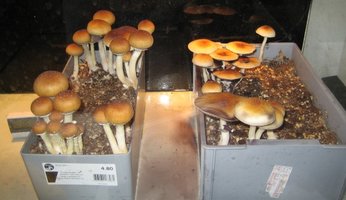 amazonia02.jpg