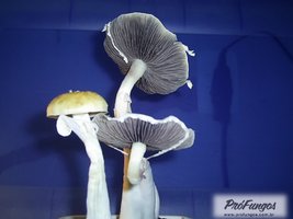 alter-do-chao-pa-brazil04.jpg