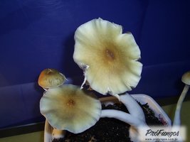 alter-do-chao-pa-brazil05.jpg