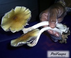 alter-do-chao-pa-brazil06.jpg
