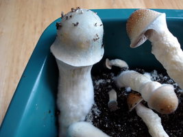 Albino Penis Envy
