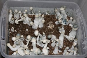 albino-penis-envy05.jpg