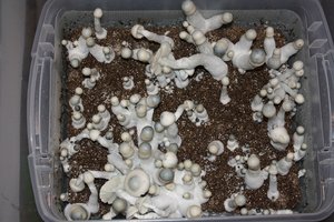 albino-penis-envy06.jpg