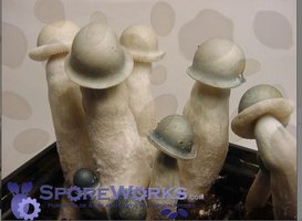 albino-penis-envy11.jpg