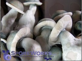 albino-penis-envy12.jpg
