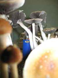 alacabenzi-IMG_1506.jpg