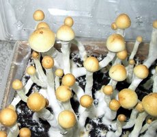 alacabenzi01.jpg