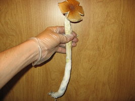 alacabenzi04.jpg