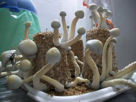 A plus albino AmaralGpuava Mycotopia 100_5592.jpg