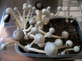 A plus albino AmaralGpuava Mycotopia 100_5691.jpg