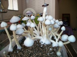 A+ Albino