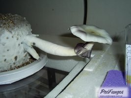 a-albino02.jpg