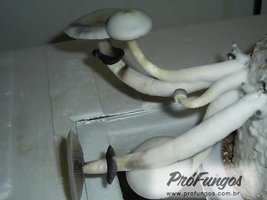 a-albino05.jpg