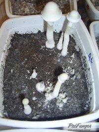 a-albino06.jpg