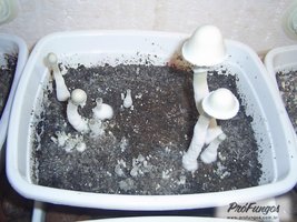 a-albino07.jpg