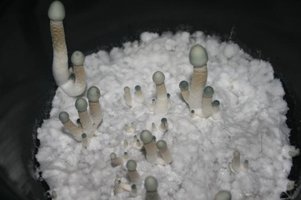 A-plus-Albino-tupy-CM-IMG_7000_640x426.jpg