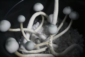 A-plus-Albino-tupy-CM-IMG_7061_1024x683.jpg
