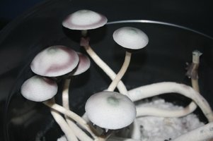 A-plus-Albino-tupy-CM-IMG_7110_1024x681.jpg