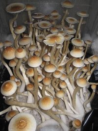 A Strain