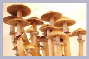 a-strain02.jpg