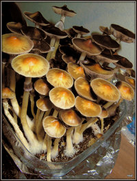 astrain premier essais coco2111012 champa Mycotopia.jpg