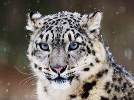 snow_leopard-normal.jpg