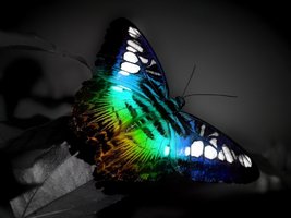 colorful_butterfly-normal.jpg