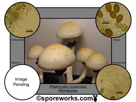 Honduras-216559561-Psilocybe_cubensis_Honduras.jpg