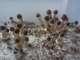 IMG129.jpg