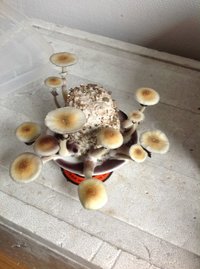 image (1).jpg