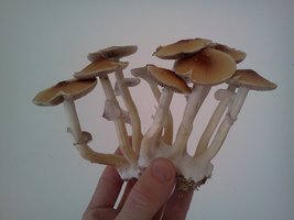 IMG143.jpg