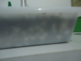 DSC03304.JPG