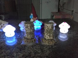 CAM00585.jpg