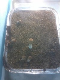 IMG_20130920_064802.jpg
