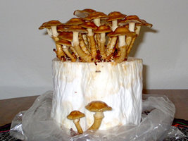 nameko_tp.jpg