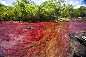 orinoquia-colombiana-caño-cristales-macarena.jpg