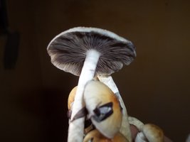 005.JPG