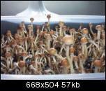 aimg87.imageshack.us_img87_6313_casingsoil50015fq.th.jpg