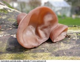 awww.mykonet.ch_images_sonstige_nichtblaetterpilze_Auricularia_auricula_judae501.JPG