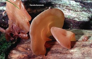 awww.mushroomexpert.com_images_kaminski_kaminski_auricularia_auricula.jpg