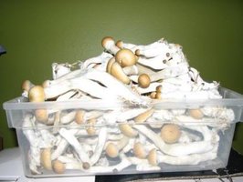 ai292.photobucket.com_albums_mm37_sahtanoj_pequenaamostra02.jpg