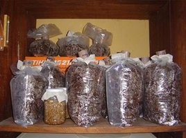 ai292.photobucket.com_albums_mm37_sahtanoj_pleorotus04.jpg