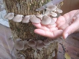 ai292.photobucket.com_albums_mm37_sahtanoj_pleorotus06.jpg