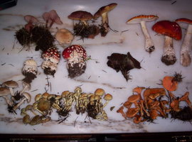 ai90.photobucket.com_albums_k253_jmrcsilva_cogumelosout06015.jpg