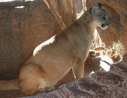 aupload.wikimedia.org_wikipedia_commons_5_58_MountainLion.jpg