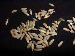 awww.fungifun.org_images_grain_rye_small.jpg
