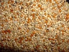 awww.fungifun.org_images_grain_finch_seed_small.jpg