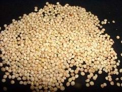 awww.fungifun.org_images_grain_millet_small.jpg