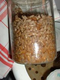 awww.fungifun.org_images_grain_rye1_small.jpg